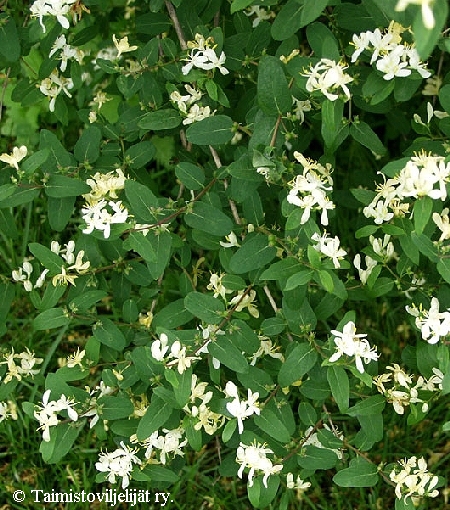 Lonicera x bella 'Dropmore', huntukuusama Lonicera x bella 'Dropmore', huntukuusama